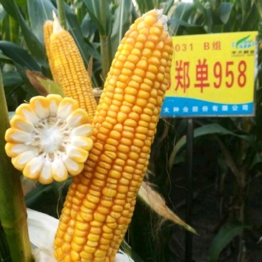 尉氏县郑单958：早熟、株型紧凑、抗逆性强、适应范围广。