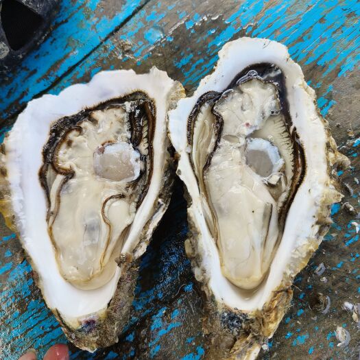 北海1-5黄金三倍体，个个肥猪仔