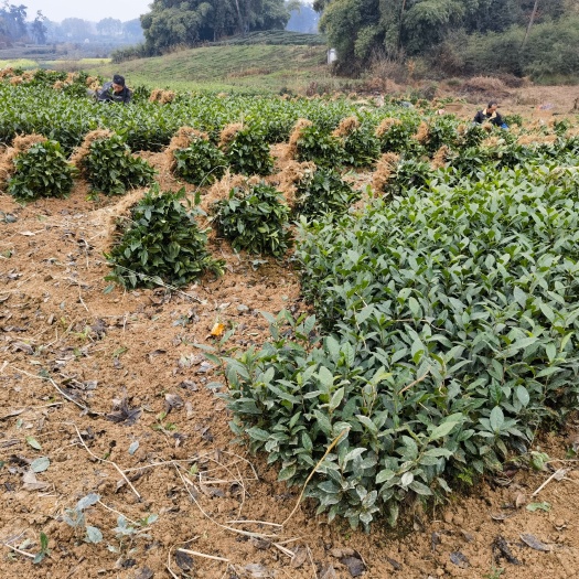 福鼎大豪茶苗