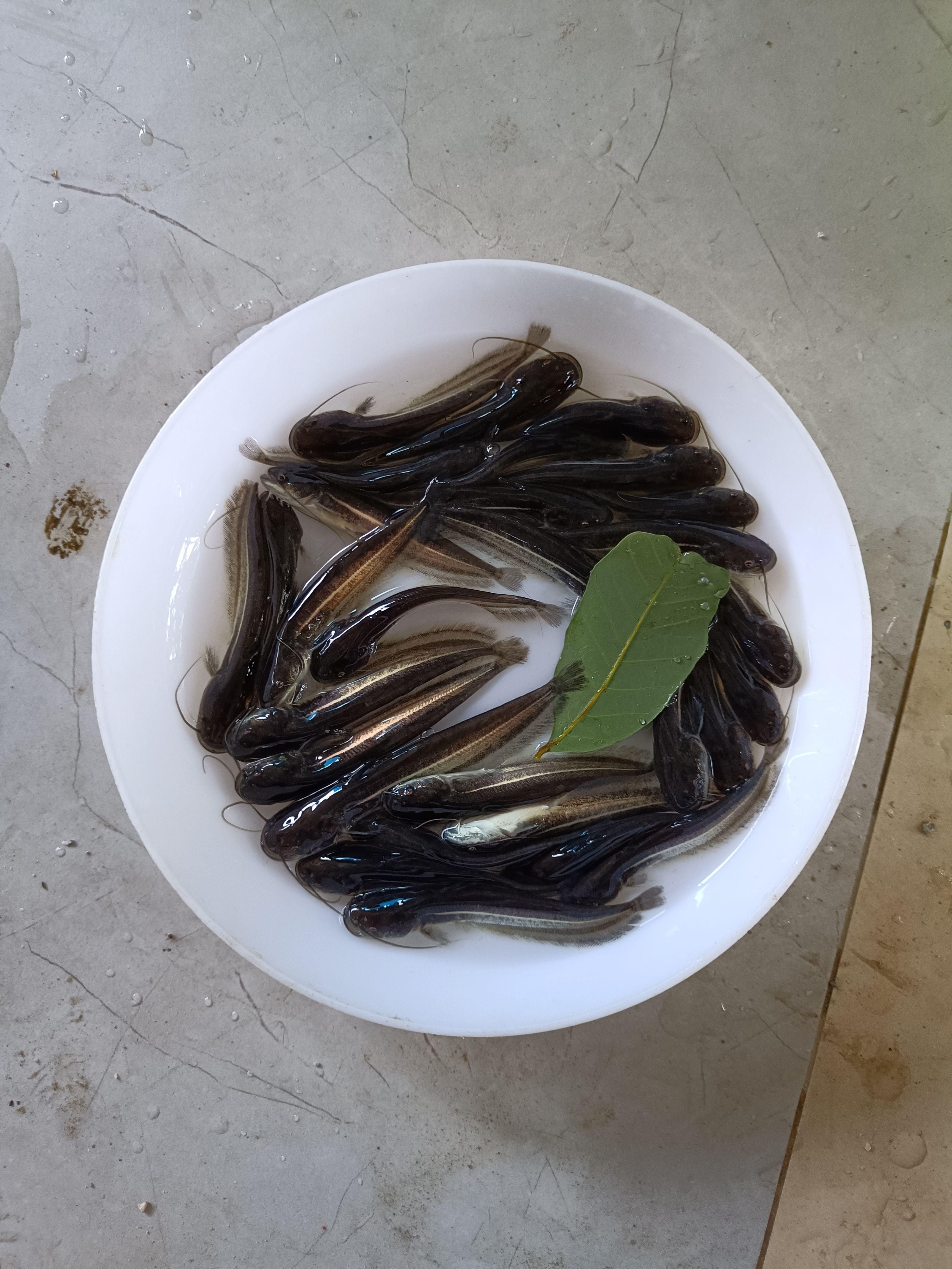 大口鲶鱼苗
