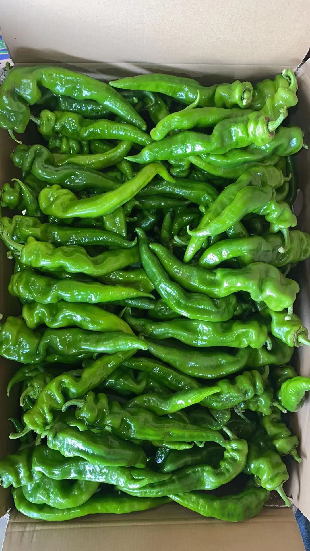 广西螺丝椒有货，有需要的老总联系我