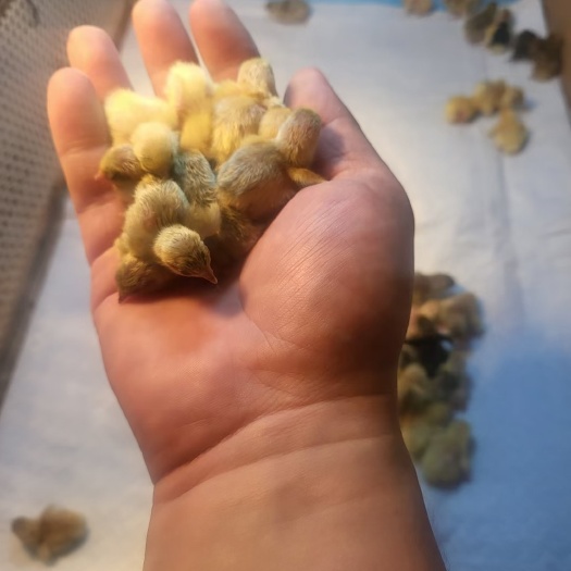 深州市迷你鸡小鸡仔芦丁鸡脱温鸡苗预售中……