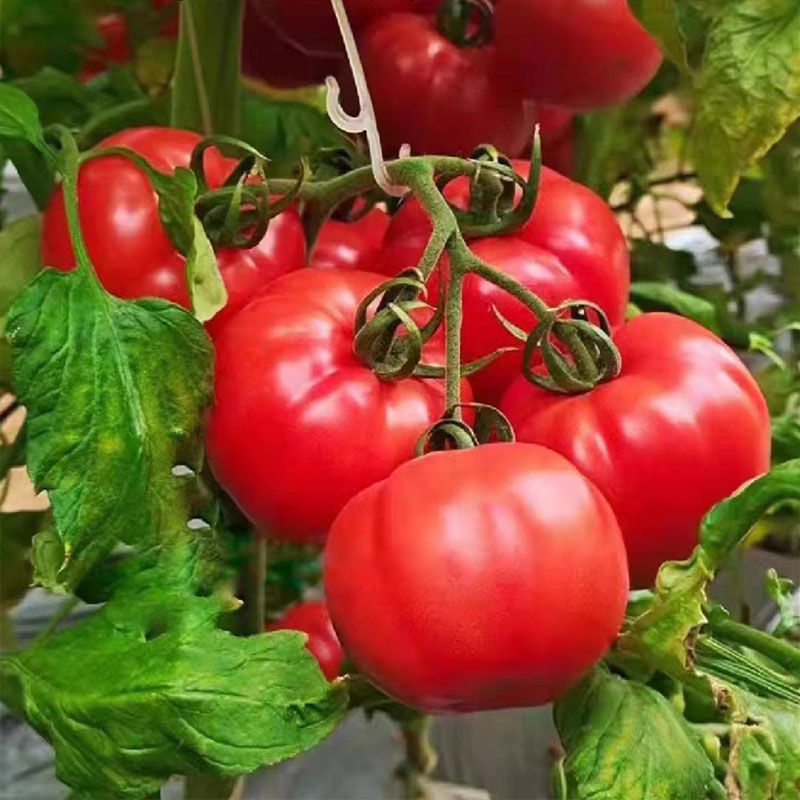 泾阳县陕西普罗旺斯西红柿，自家基地1000亩，产地直发，欢迎咨询