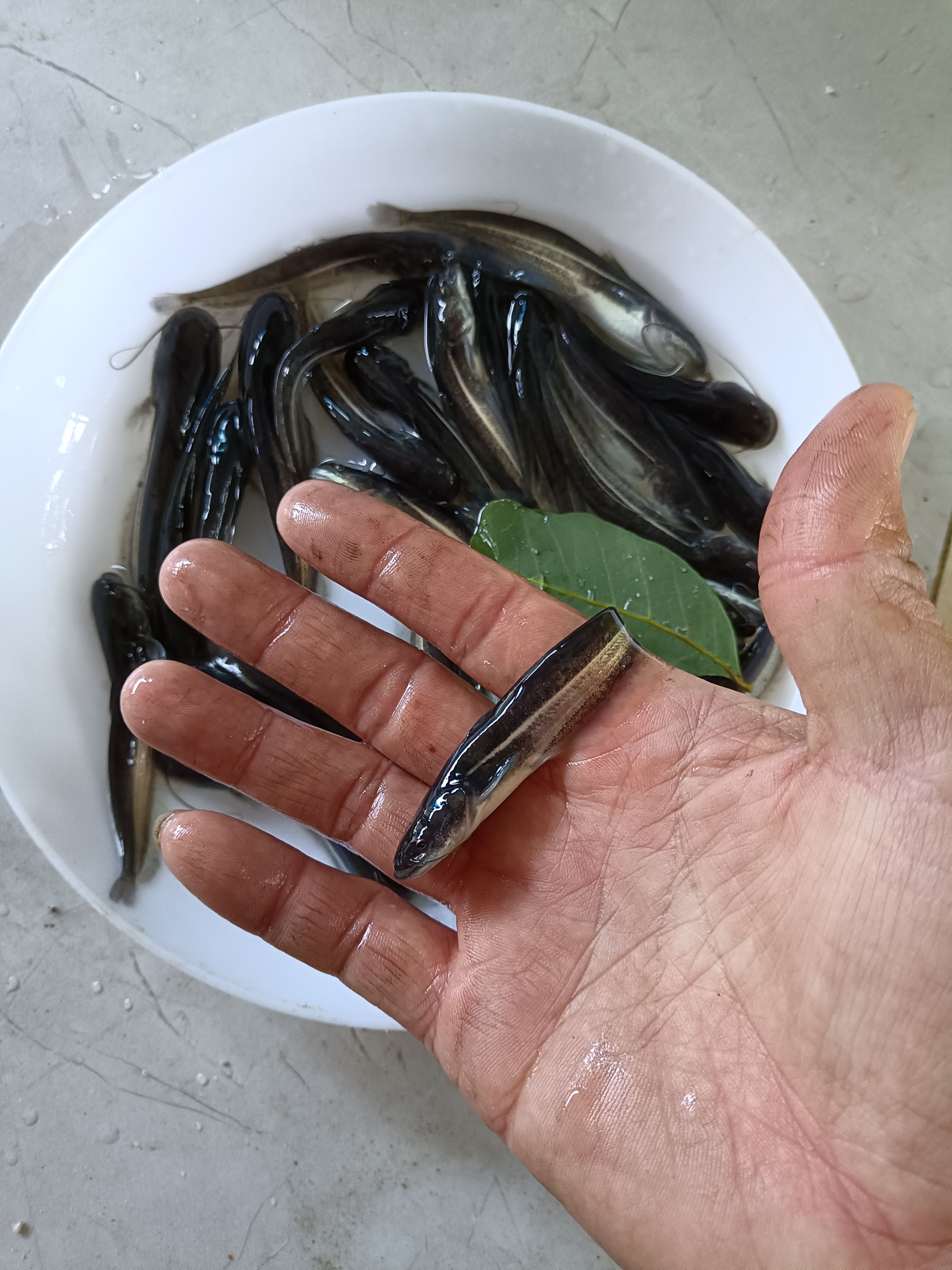 大口鲶鱼苗
