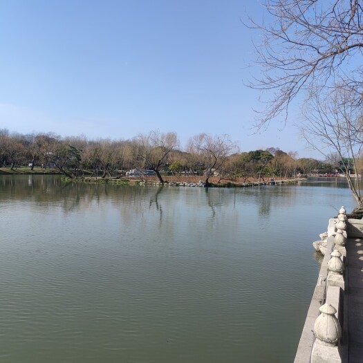 东海县花白鲢