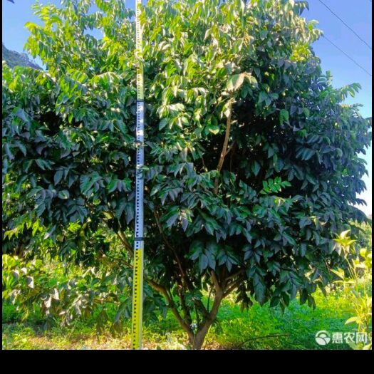 南宁红花紫荆，宫粉紫荆，无忧花，扁桃，柚子，黄皮