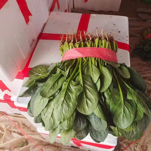 邯郸河北邯郸蔬菜基地，菠菜大量有货 。