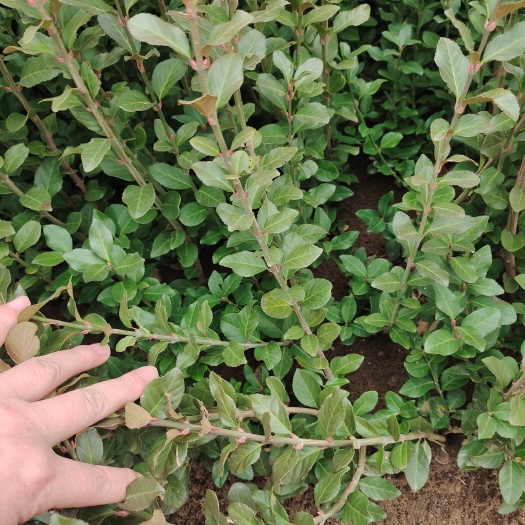 沭阳县胶东卫矛苗球大量批发出售