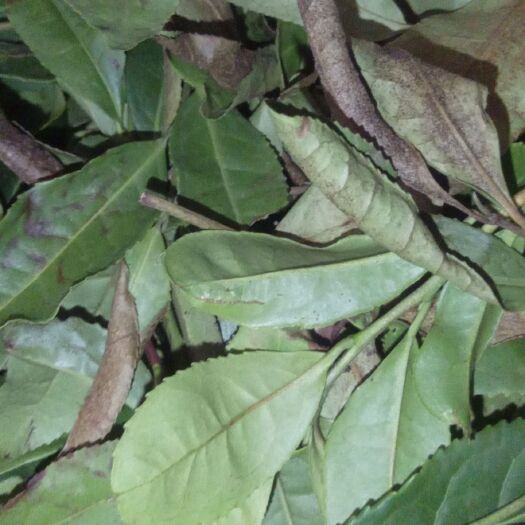 信阳花茶