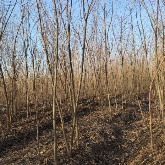 新沂市小叶朴树苗，乡土树，最近20年一个没有掉价的品种，还看涨