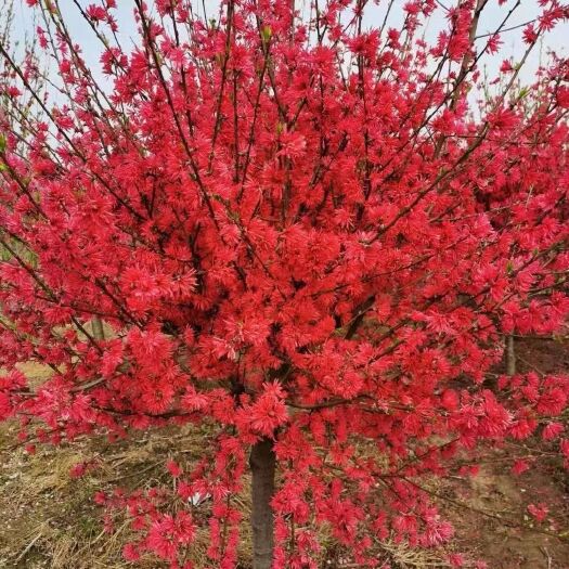 周至县新品种菊花碧桃