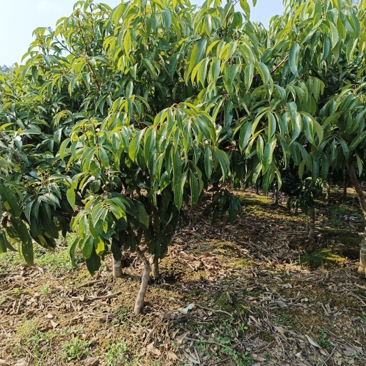 灵山县无核荔枝好吃不上火