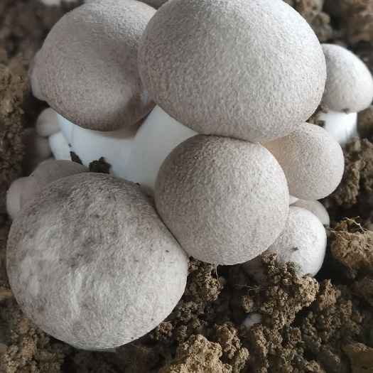 济南灵芝菇