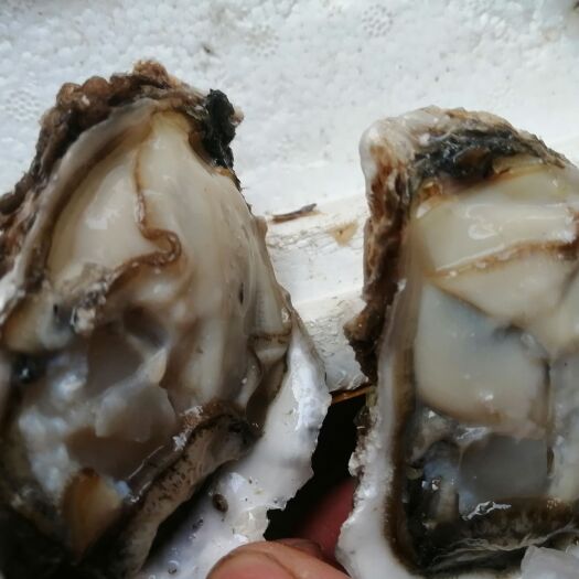 佛山今天的乳山蚝到了，全规格豆豆到4+规格，欢迎下单，薄壳大