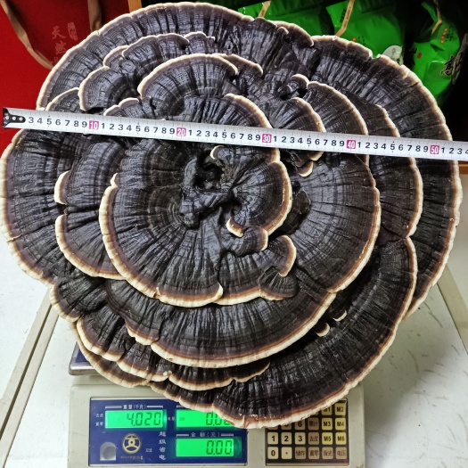 寻乌县江西产地直发摆件盆景大朵紫灵芝黑灵芝直径40公分以上好看