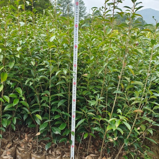 青冈栎，青冈栎袋苗、杯苗地径0.6一1.5公分有现货供应！
