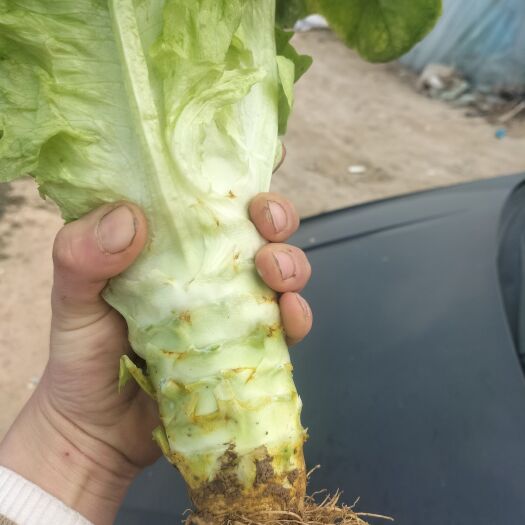 清丰县圆叶莴笋