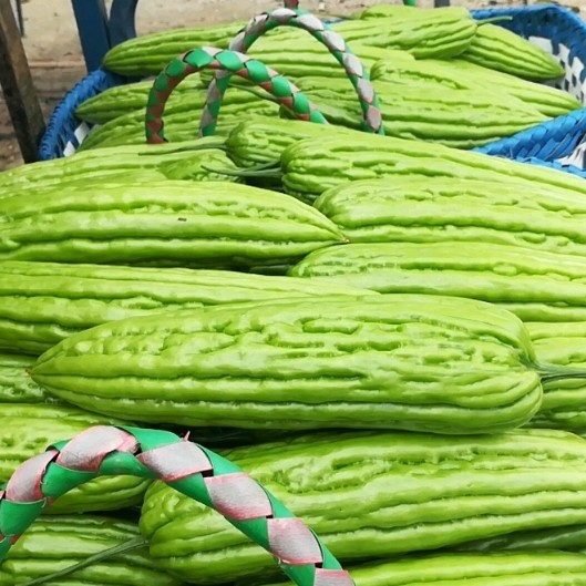 瓜型漂亮 油亮 早熟瓜多 强丰苦瓜种子 国外引进