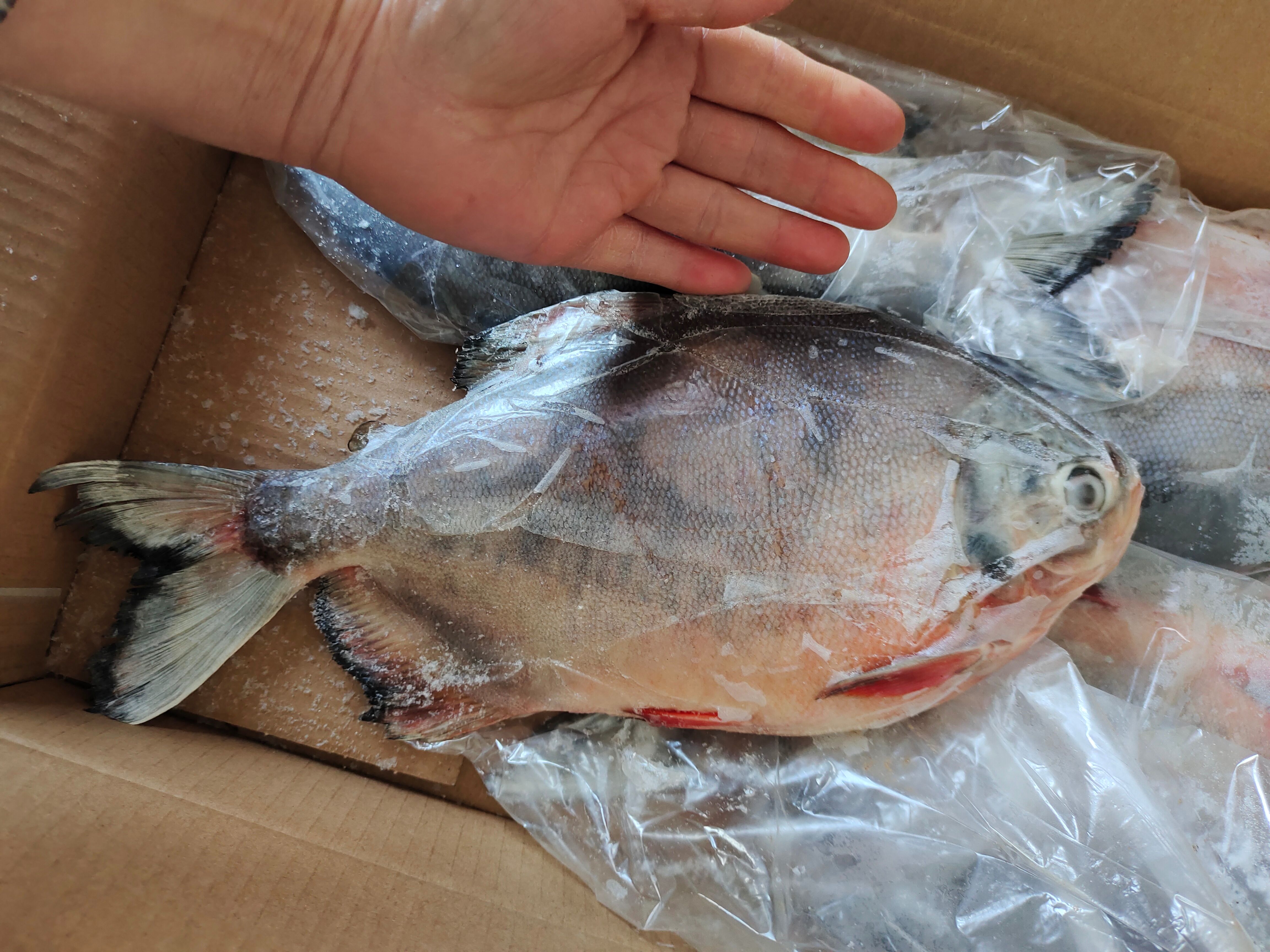 红鲳鱼！船冻及时！4/5条装都有！质量特别好一手货源无差价