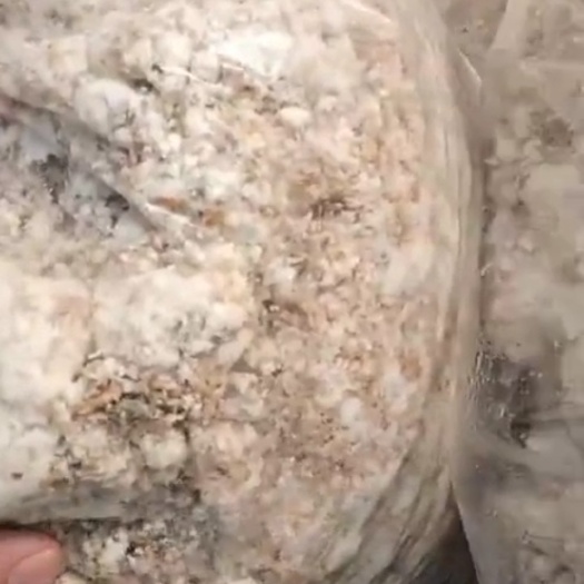 商丘厂家直销，发酵豆渣，蛋白22，能量18千焦，水分50左右