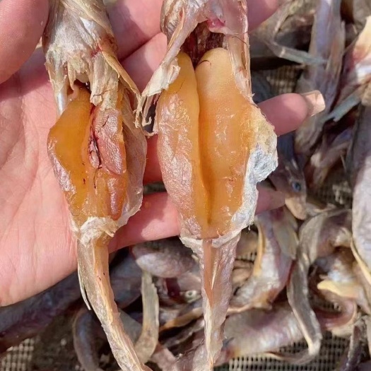 滨州籽鱼