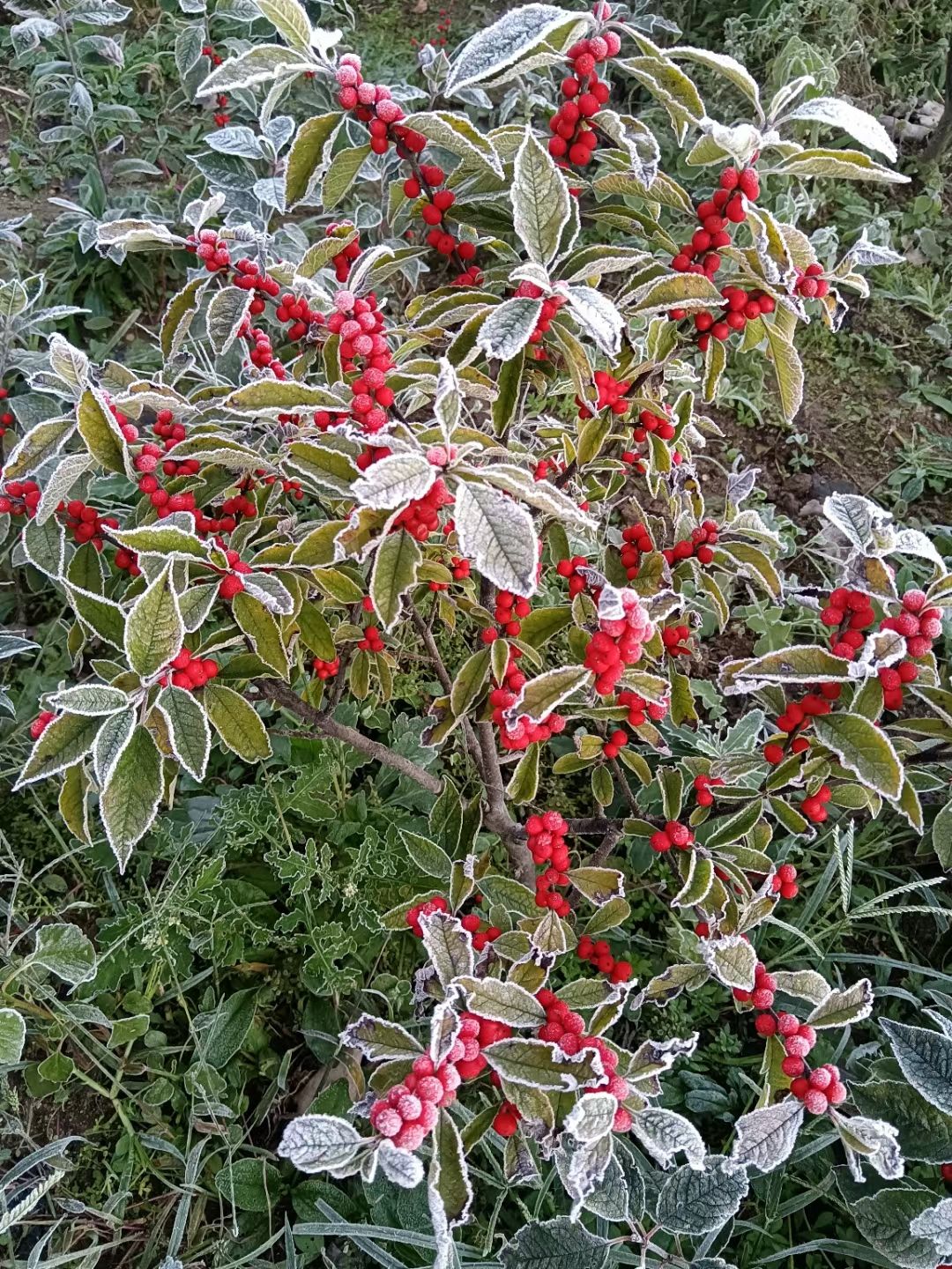 地栽北美冬青，營養(yǎng)杯北美冬青2年生3年生北美冬青