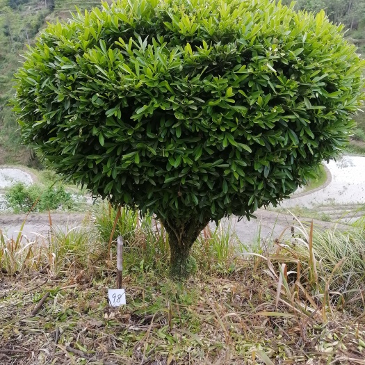 隆回县黄杨木
