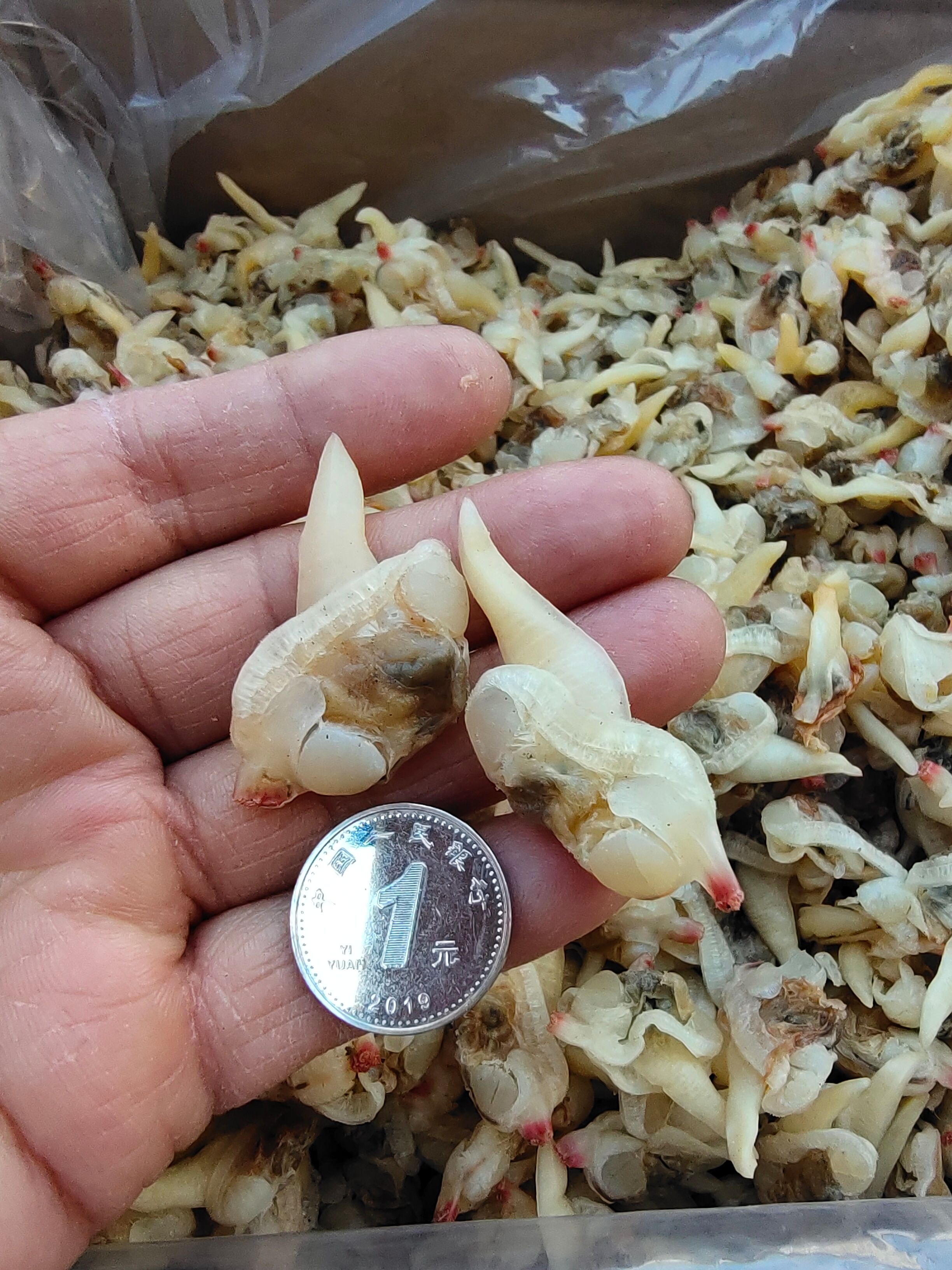 花蛤肉干!大个头收拾的干净!产地直发一手货源