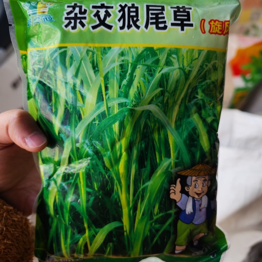长沙杂交狼尾草种子 500克