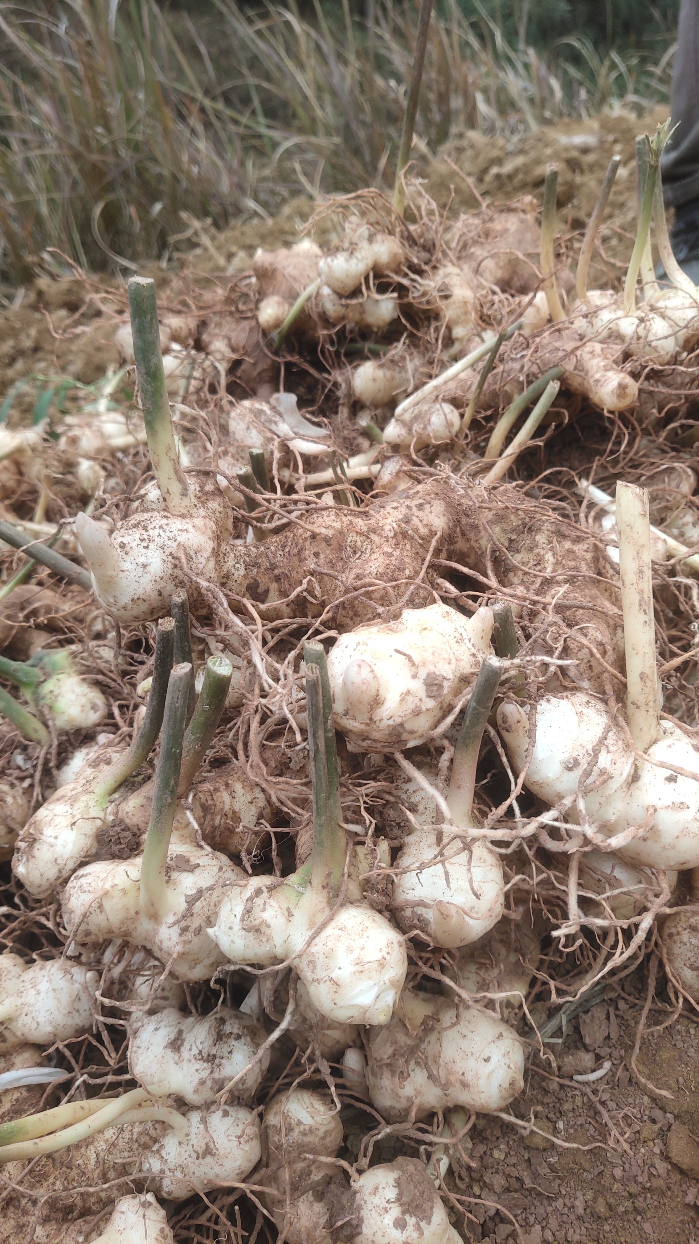 黄精小块茎，老虎姜