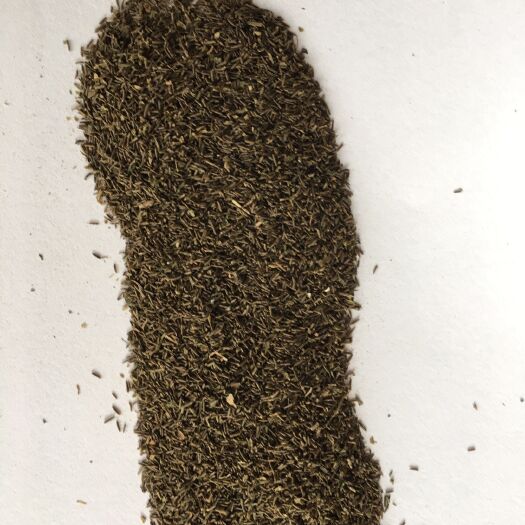 当涂县苦草种子（纯籽）