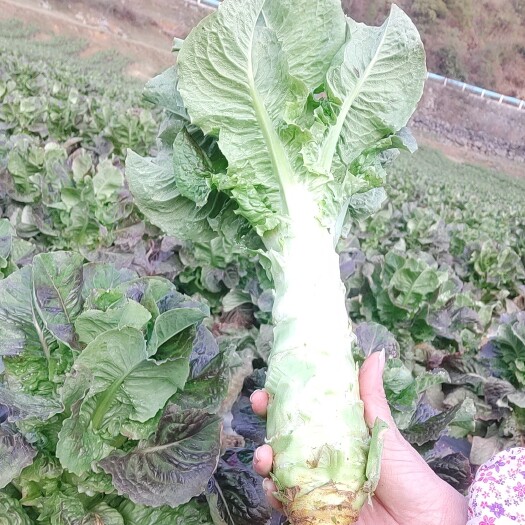 安顺紫叶香莴笋，有需要货的老板欢迎