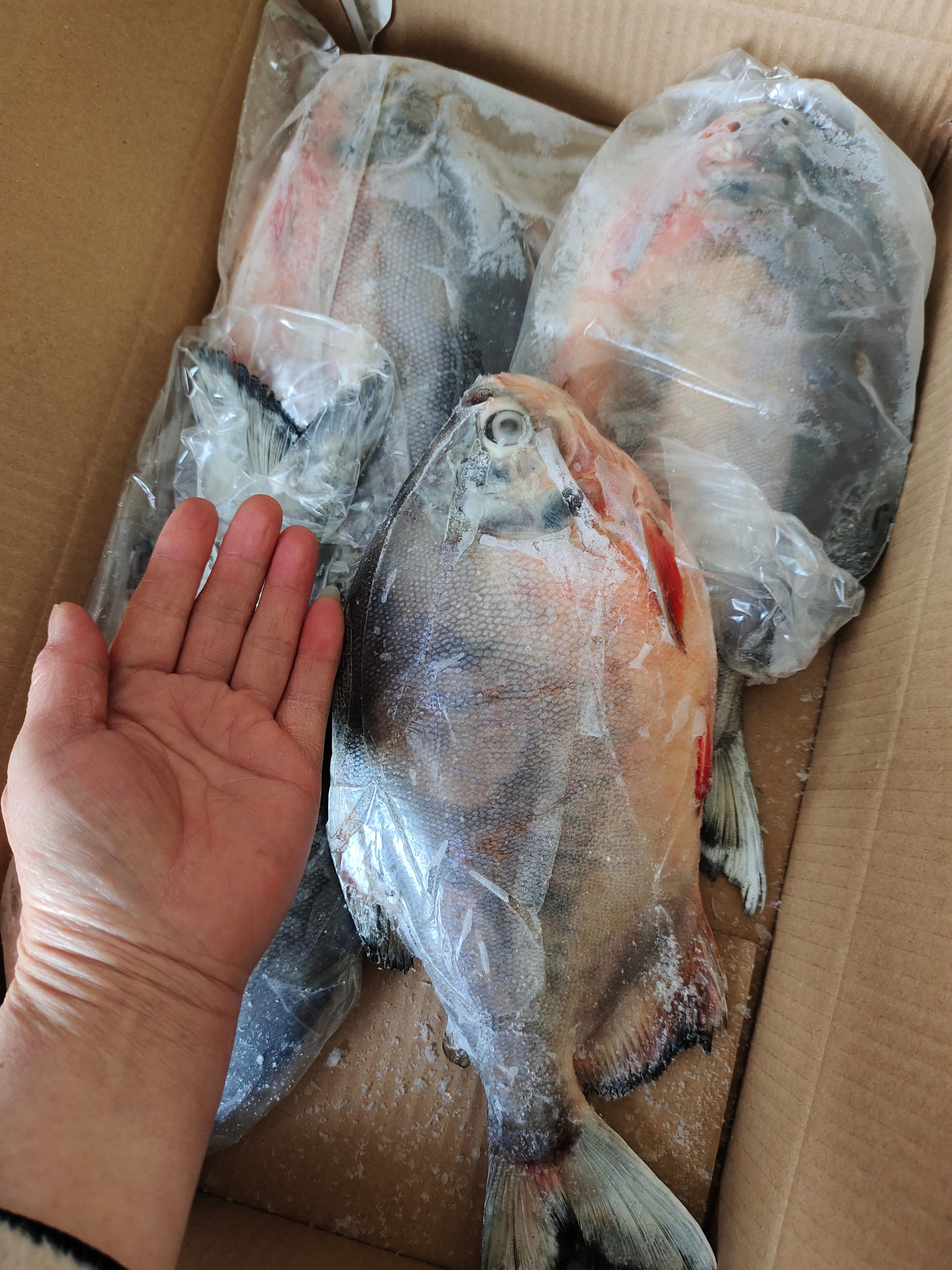 红鲳鱼！船冻及时！4/5条装都有！质量特别好一手货源无差价