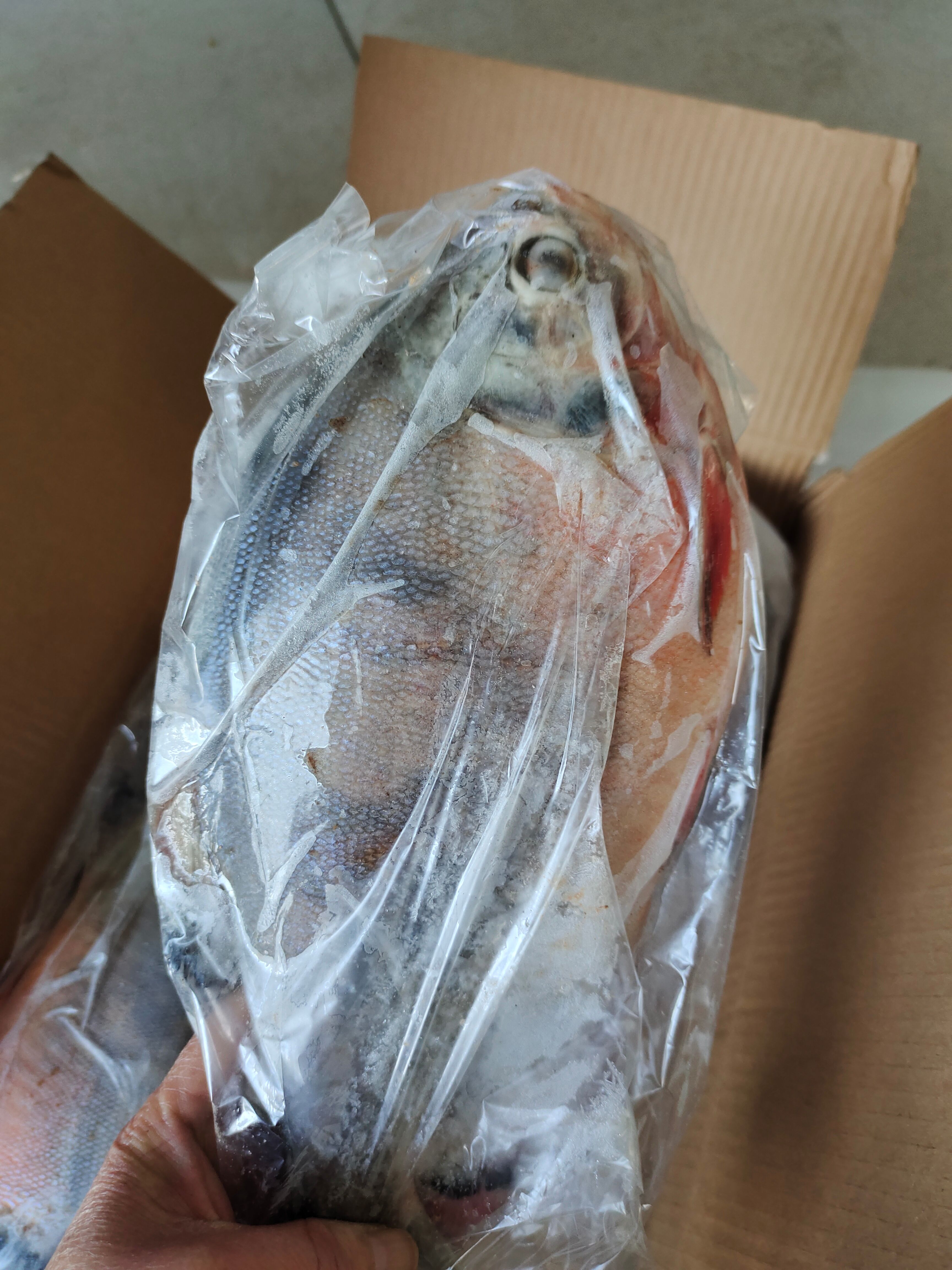 红鲳鱼！船冻及时！4/5条装都有！质量特别好一手货源无差价