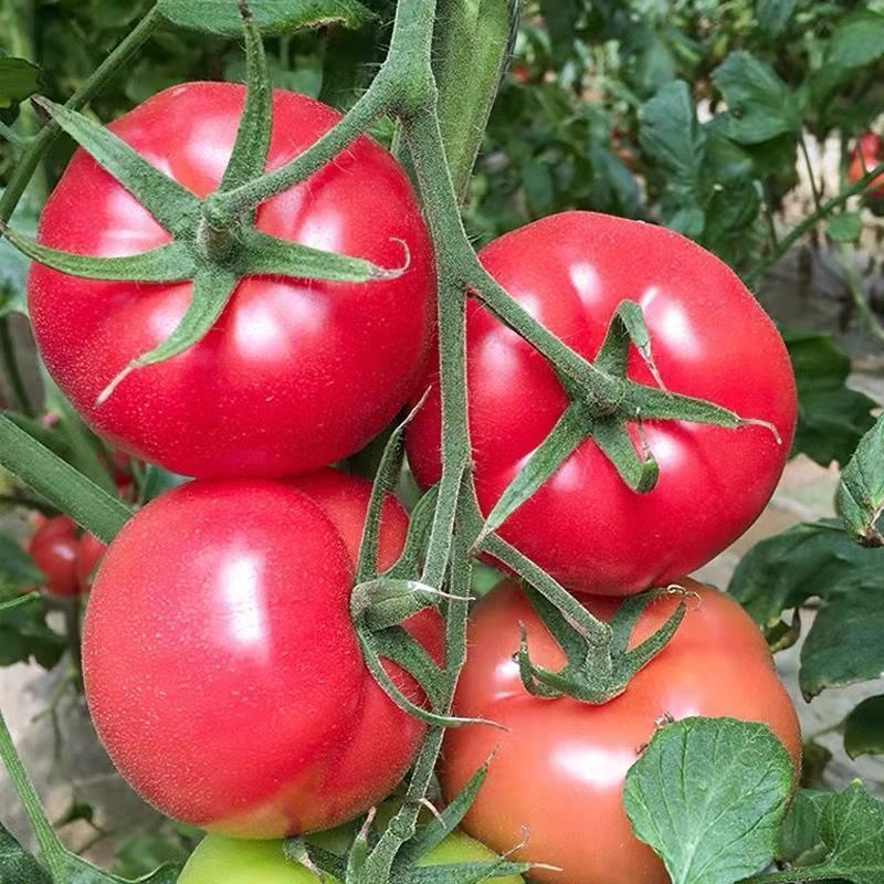泾阳县普罗旺斯沙瓢西红柿，自家基地1000亩，产地直发，支持一件