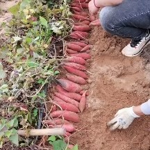 西瓜红