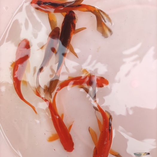 南宁锦鲤鱼苗，红鲤鱼苗，大量批发全国发货。