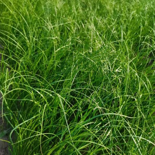 亳州知母苗，知母种苗现货供应基地一手货源，免费技术指导