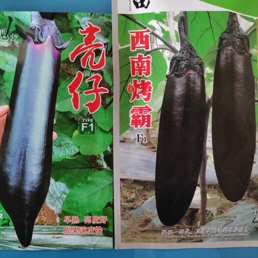 茄子种子  烧烤茄种子墨茄种子黑茄种子粗度大不容易老香糯可口