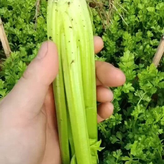献县精品小芹菜   需要你就来