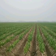 界首市每天大量出货，大葱质量好，价格优，口感佳，绿叶多，欢迎咨询