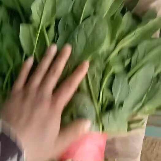 邯郸小叶菠菜