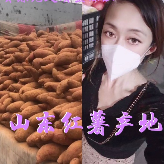 沂水县烟薯25山区沙土地红薯大量有货 随到随装 全国发货