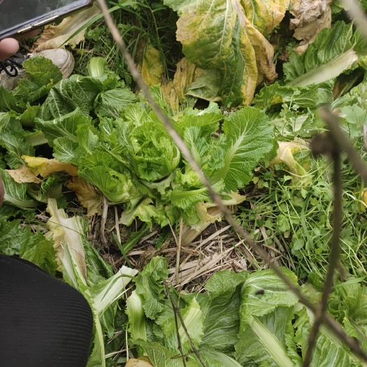 彭州市菜地市场采购送货全成都配送