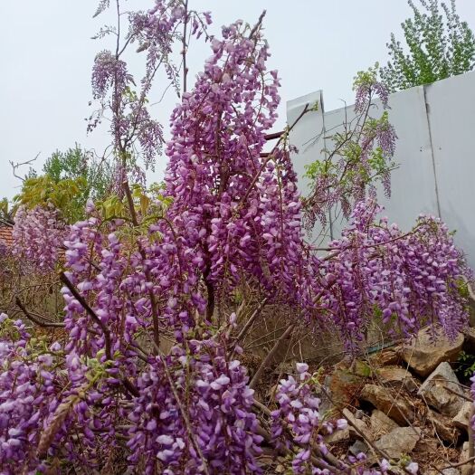 平邑县紫藤花树苗当年开花盆栽地栽别墅庭院阳台四季开花藤蔓爬藤紫藤萝