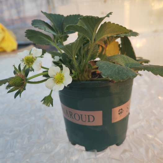 沭阳县草莓苗盆栽带花带果处理