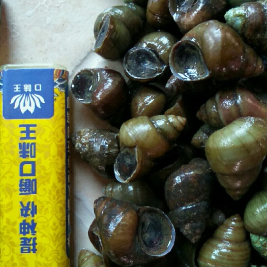 东方市石螺大量有货