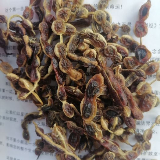 社旗县高温蒸过的熟槐米