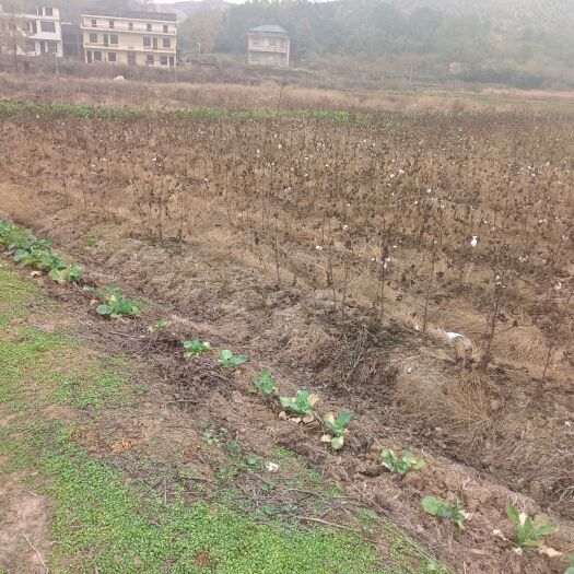 衡南县大量种玉米，高粱，辣椒等其它经济作物耕地出租！
