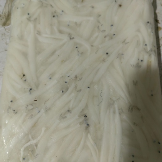 长阳县银鱼是4-6规格